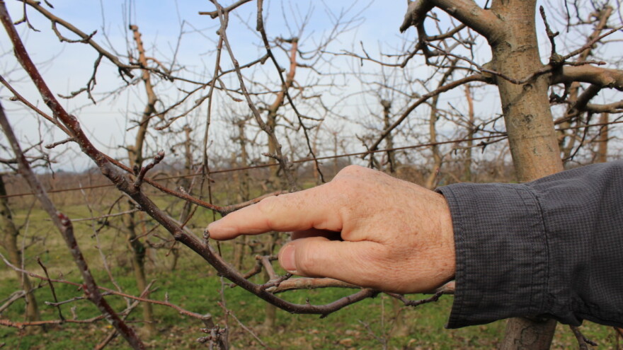 Strahuju li voćari od hladnog vala s razlogom?