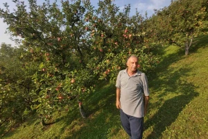Branko Simić prodaje neprskane jabuke po 0,30 KM - dobre za rakiju