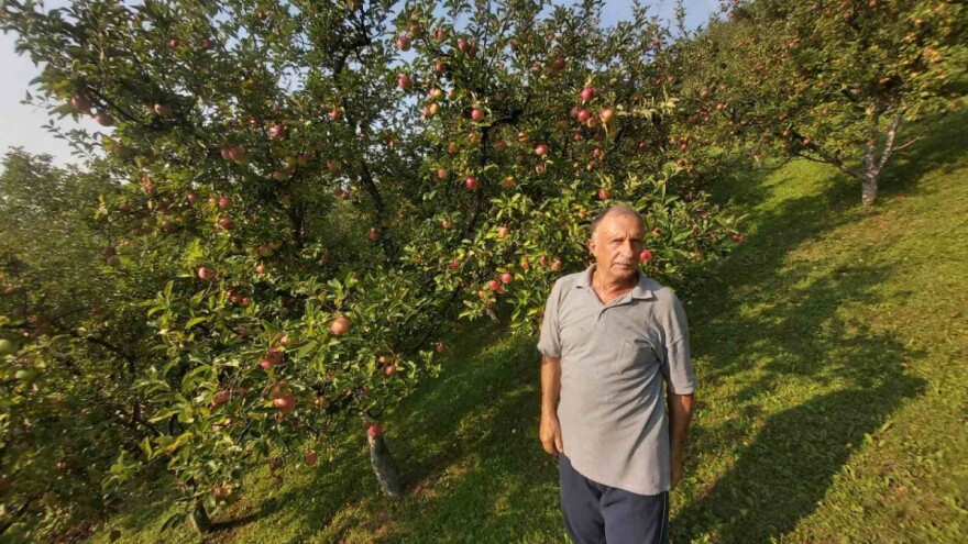 Branko Simić prodaje neprskane jabuke po 0,30 KM - dobre za rakiju