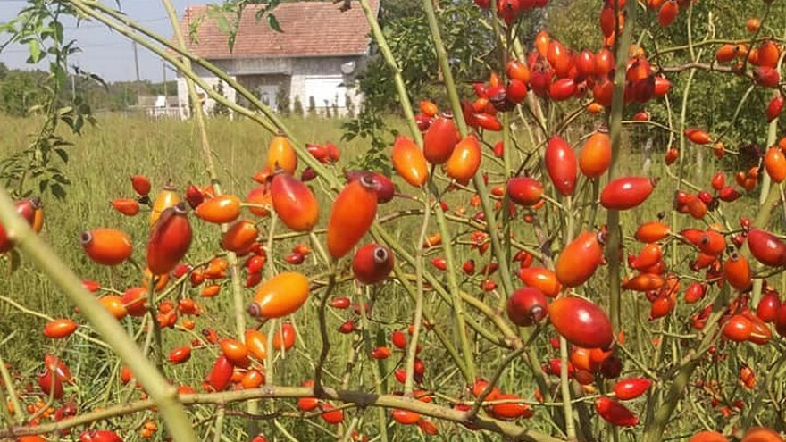 Je li proizvodnja šipka isplativa?
