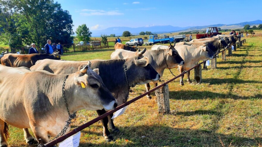 Velika stočna izložba u Gacku, nagradni fond skoro 16.000 KM