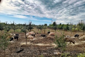 Svinje rovare u voćnjaku: Korisno i voću i njima - kako?
