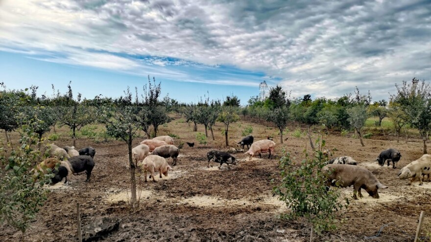 Svinje rovare u voćnjaku: Korisno i voću i njima - kako?