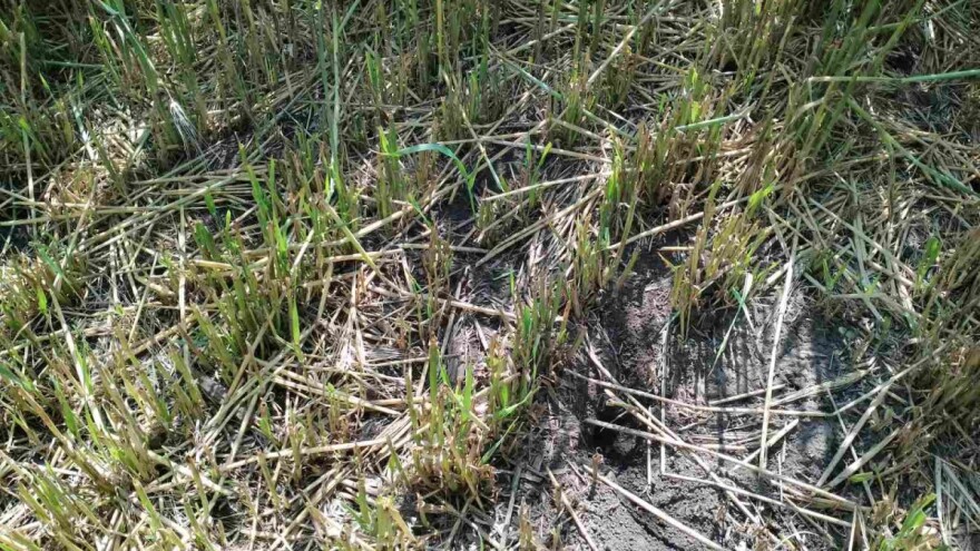 Glodari u usevima strnih žita: Zbog kiše je dostupno malo mera za suzbijanje