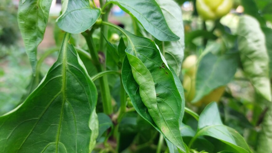 Jednostavnija procedura za biološka sredstva u EU uskoro stupa na snagu