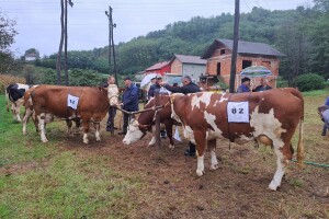 Izabrani najveći poljoprivredni proizvođači i najbolja grla u Velikoj Kladuši