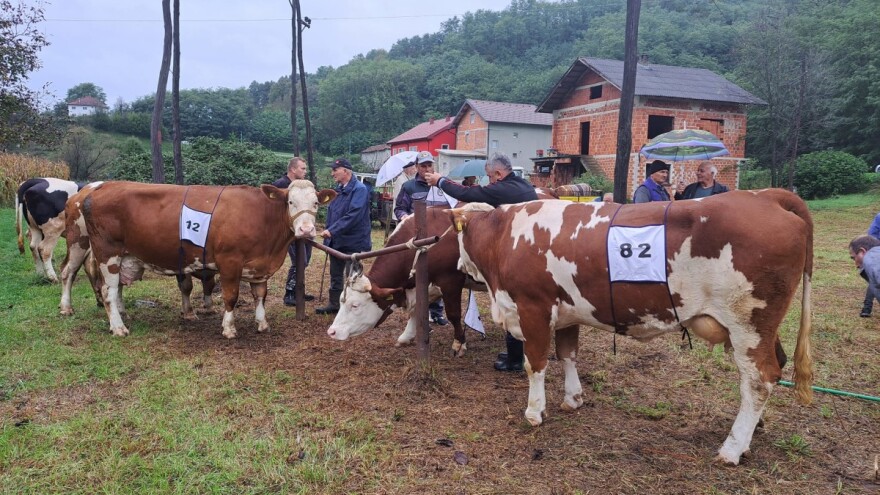 Izabrani najveći poljoprivredni proizvođači i najbolja grla u Velikoj Kladuši