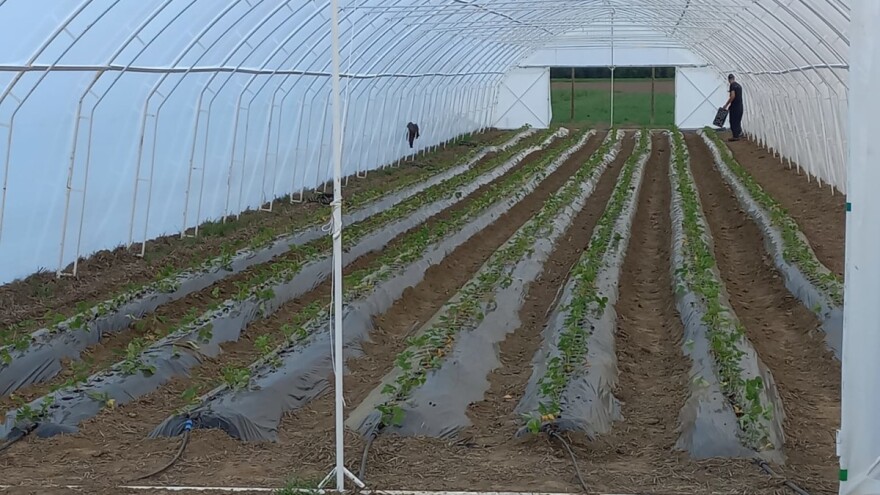 Da li je i zašto isplativa plastenička proizvodnja jagode?