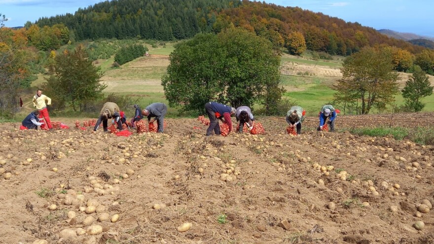 Na 1.200 m nadmorske visine godišnje proizvede preko 70 tona krompira