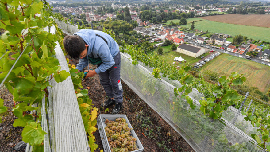 Vino poteklo sa zatvorenih rudnika zove se Charbonnay
