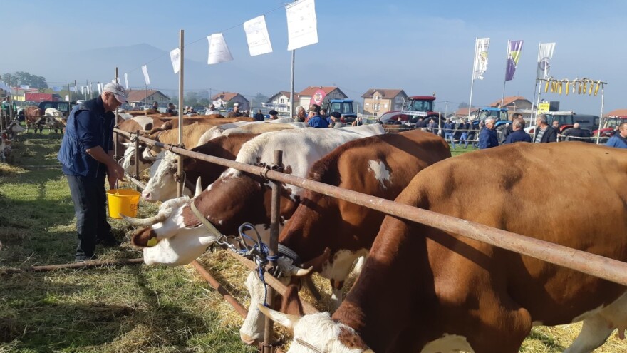 Husejn ima najbolju kravu, Sulejman bika, a ko pravi najbolji sir?