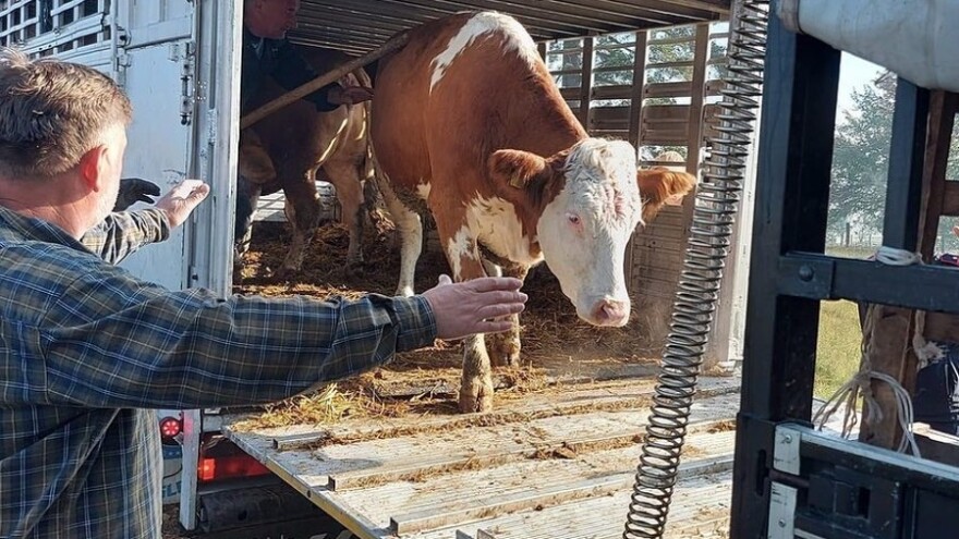 Isplaćena sredstva za nabavku priplodnih junica