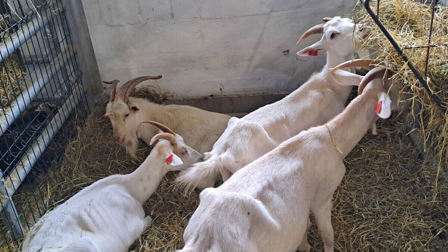 Spasili gotovo izumrlu istarsku kozu: Ona nije samo simbol na grbu, već živi svjedok naše povijesti