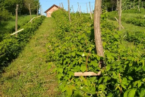 Draževac: Uz frizerski zanat i - maline