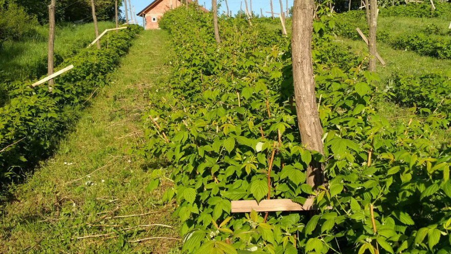 Draževac: Uz frizerski zanat i - maline