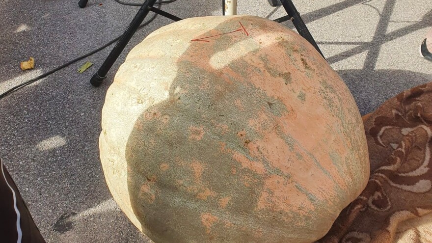 Momčilova tikva "zaradila" 200 KM, a zamalo je bila pokošena