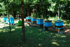 Pčelari organizuju put meda i zdravlja - degustacija i edukacija