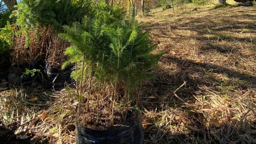 Svaki čovjek u toku života treba posaditi drvo - imate priliku?