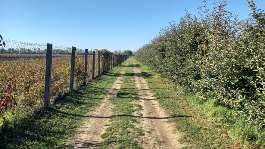 Suvo i toplo vreme - pogodno za razvoj lisnih vaši i cikada