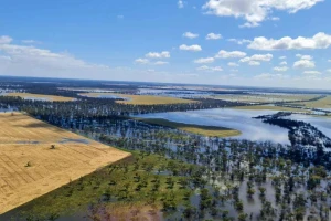 Propada australijski rod pšenice - kako će se odraziti na tržište hrane?