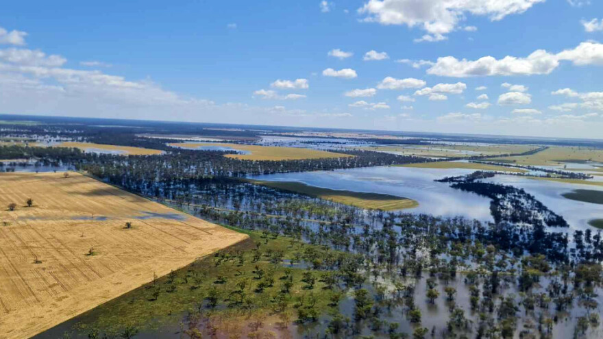 Propada australski urod pšenice - kako će se odraziti na tržište hrane?