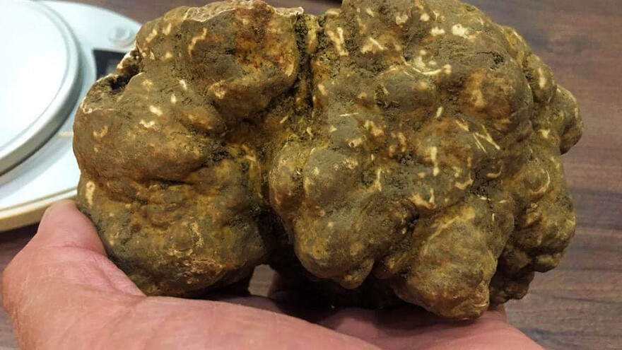 Kako i zašto istarski tartuf postaje talijanski?