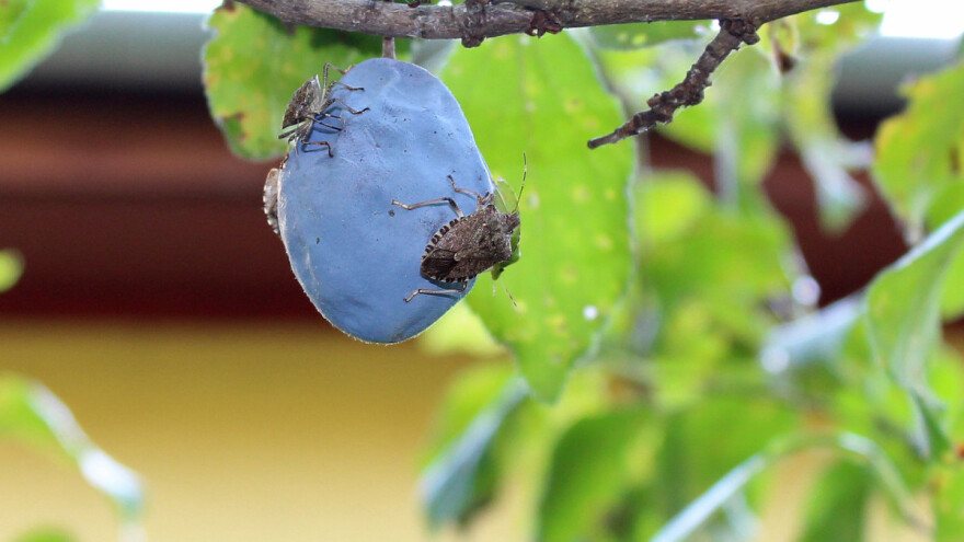Bore se sa stjenicom koja bi ovog ljeta mogla uništiti voće i povrće u Italiji