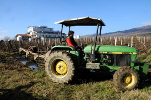 Zaoravanje čokota važna agrotehnička mjera
