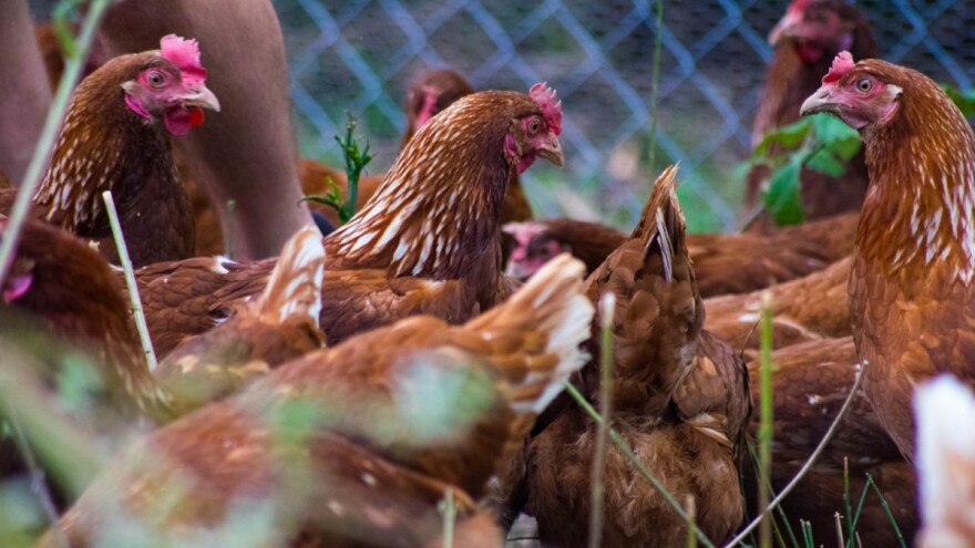 Slobodan uzgoj i hrana koju sami proizvode "tajna" su vrhunskih jaja s OPG-a Kokošinjac