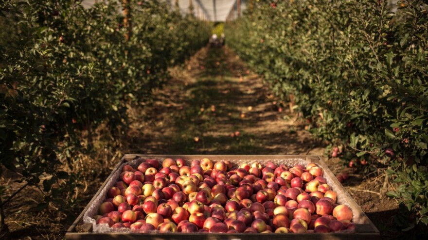 Nova sorta jabuke: HOT84A1 je otporna na sušu