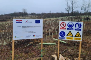 Niče nova šuma: Na 210 hektara sadi se gotovo 383 tisuća sadnica hrasta kitnjaka
