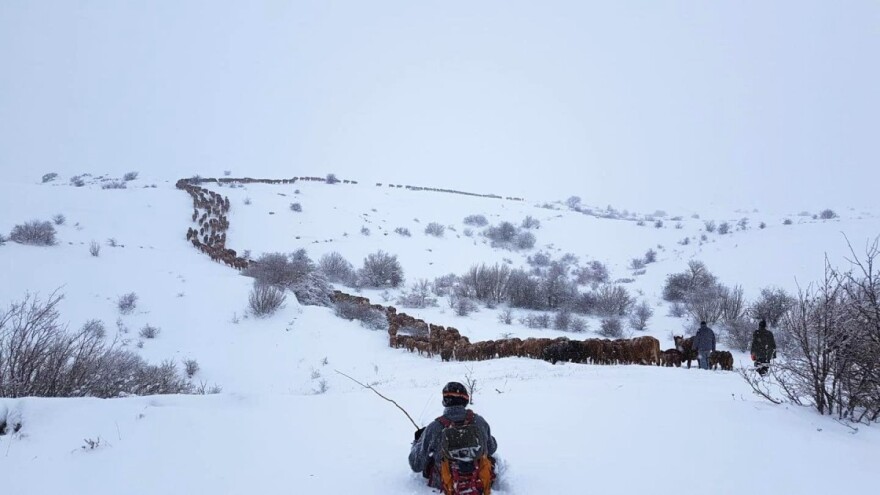 Krave nadmudrile čopor vukova: Spašeno svih 150 grla na farmi "Podhum"