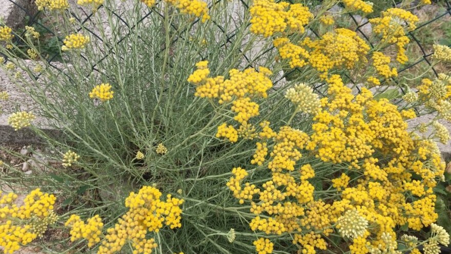 Smilja ima, zarade nema - smiljari čekaju novac za prošlu sezonu, a ulje čami u podrumu