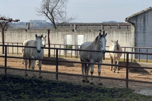 Ergela "Vučijak" prodaje 16 konja lipicanera - poznate cijene