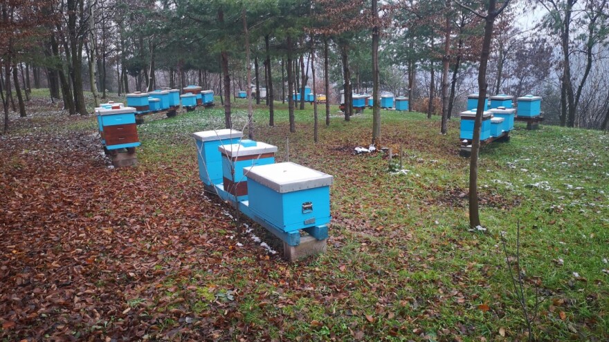 Prijavite se na besplatnu školu pčelarstva