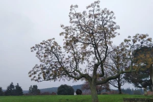 Očenašica - stablo atraktivnih, ali otrovnih plodova