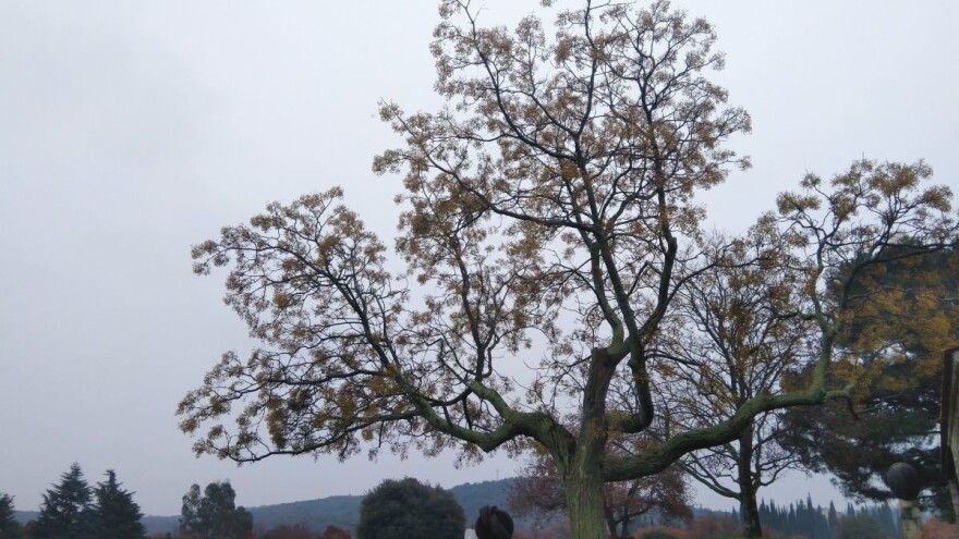 Očenašica - stablo atraktivnih, ali otrovnih plodova