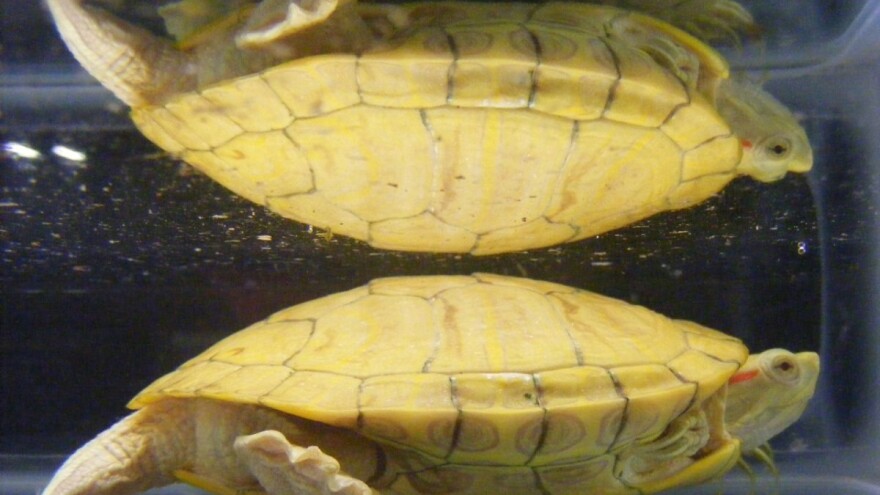 Farmer u polju pronašao rijetku žutu kornjaču