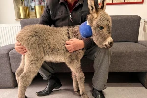 Neobičan događaj na farmi: Magarac napao svoje pule