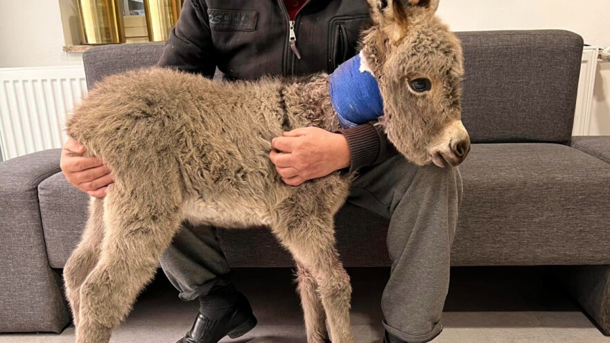 Carica zamalo stradala od vlastitog oca, magarac Leopold napao sedam dana staro mladunče