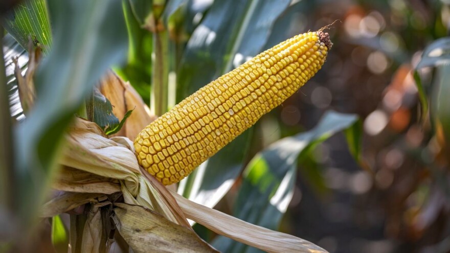 Hibrid Kerbanis prilagodljiv na stresne uslove