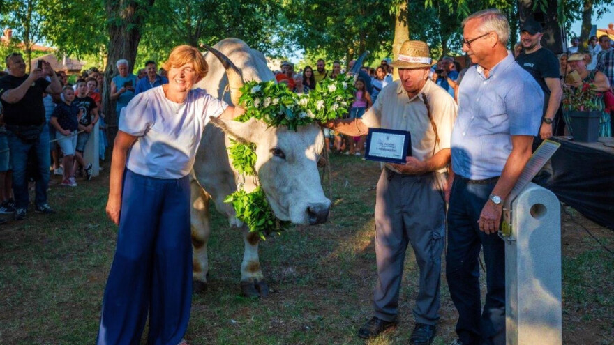 Popunio se od lani - Sarožin ponovno najteži boškarin, srušio vlastiti rekord
