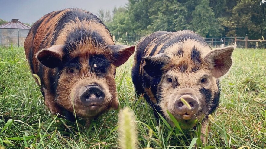 Jeste čuli za kunekune, skoro izumrlu rasu svinja?