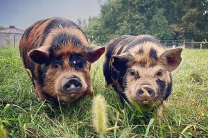 Jeste čuli za Kunekune, skoro izumrlu rasu svinja?