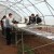 U trebinjskom rasadniku 20.000 sadnica povrća