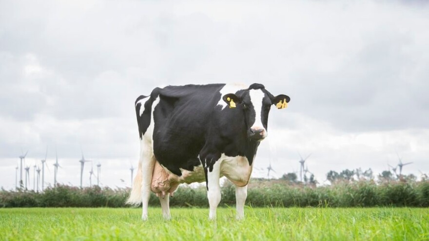 Koje su krave rekorderke u proizvodnji mlijeka?