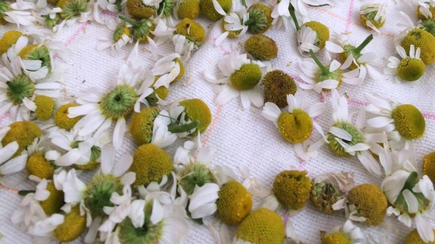 Festival čaja i ljekovitog bilja u Sarajevu - proizvodi po promotivnim cijenama