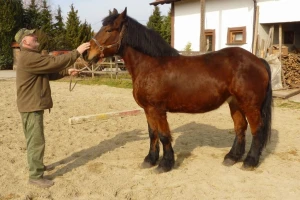 Međimurski konj i dalje je kritično ugrožena pasmina, očuvanju pomaže i županija