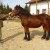 Međimurski konj i dalje je kritično ugrožena pasmina, očuvanju pomaže i županija