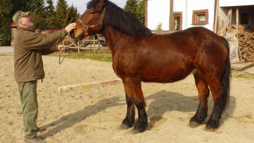 Međimurski konj i dalje je kritično ugrožena pasmina, očuvanju pomaže i županija
